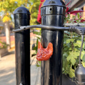 GreenLion Studios Free Art Fridays