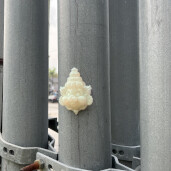 GreenLion Studios Free Art Fridays