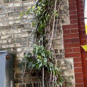 GreenLion Studios Free Art Fridays